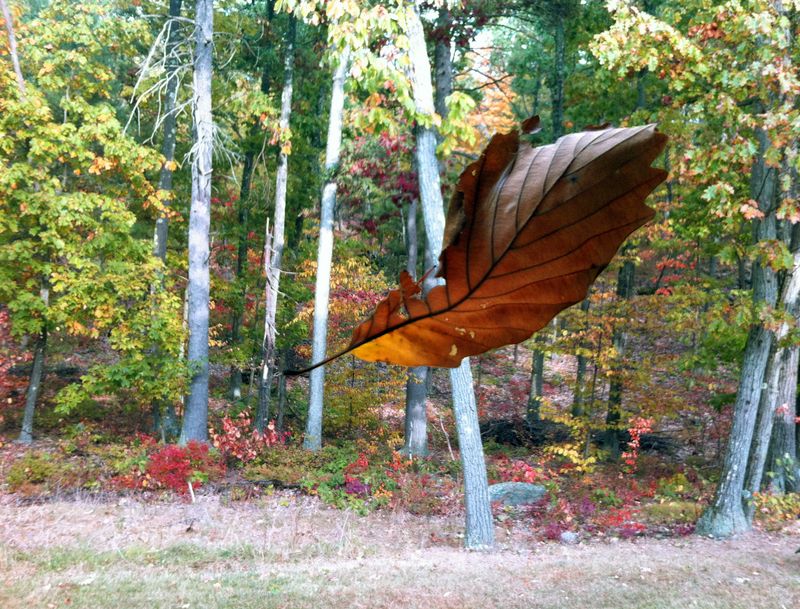 Fallingleaf
