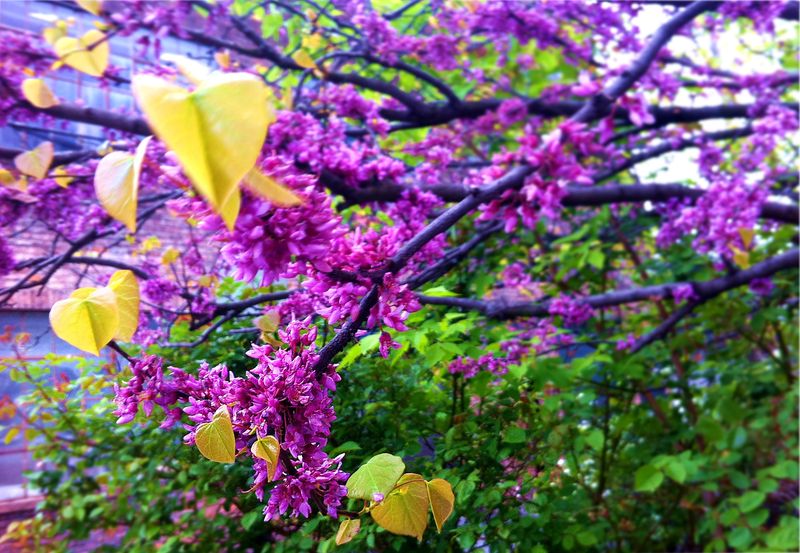 Springy