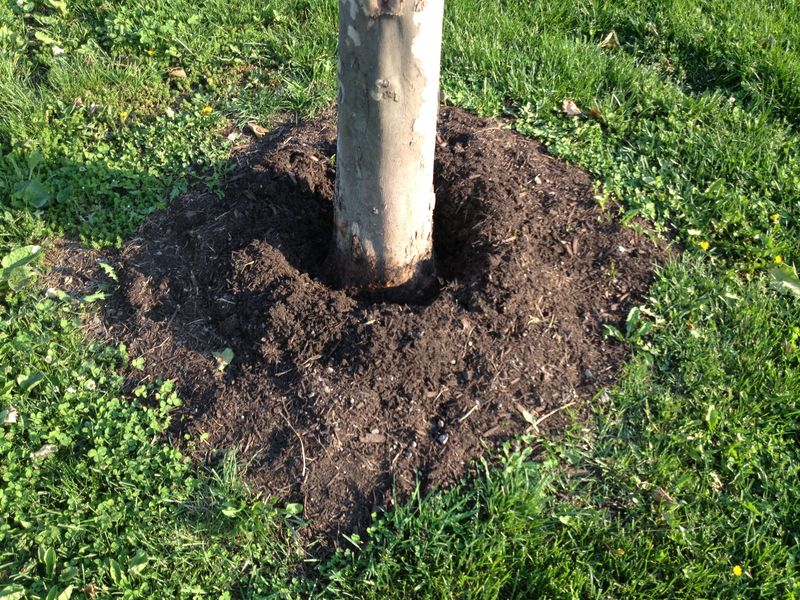Trunk