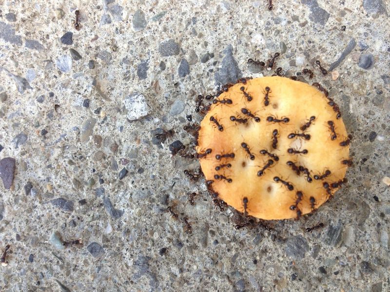 Ant-ritz